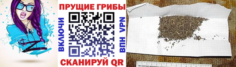 Псилоцибиновые грибы Psilocybe  Вичуга 